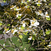 Parrotiopsis jacquemontiana 