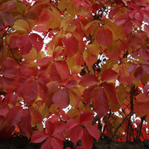 Zdj. nr 11;  Barwa jesienna.
