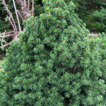 Picea abies 'Tompa'