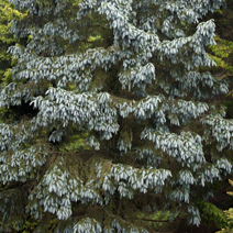 Picea engelmannii 'Glauca'