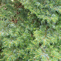 Picea omorika 'Schneverdingen'