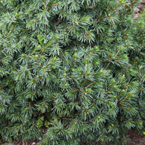 Picea omorika 'Wodan'
