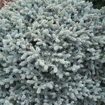 Picea pungens 'Wendy'