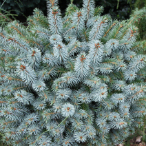 Picea sitchensis 'Midget' (P. sitchensis 'Tenas')