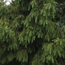 Picea smithiana