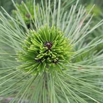 Pinus densiflora 'Jane Kluis'