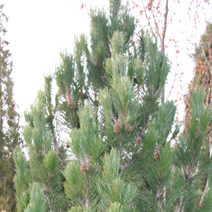 Pinus heldreichii 'Horák' (Pinus leucodermis 'Horák')