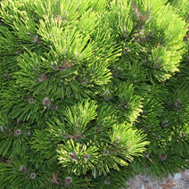 Pinus heldreichii 'Schmidtii' (P. leucodermis 'Schmidtii')