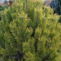 Pinus mugo 'Golden Glow'