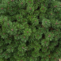 Pinus mugo 'Hvozdany'