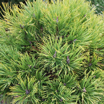 Pinus mugo 'Jalubi'
