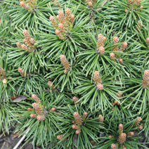 Pinus mugo 'Kórnik'