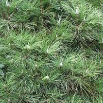 Pinus nigra 'Spielberg'
