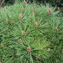 Pinus nigra 'Globosa'