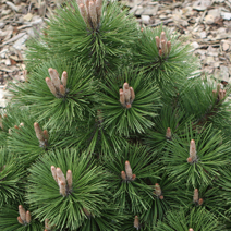 Pinus nigra 'Helga'