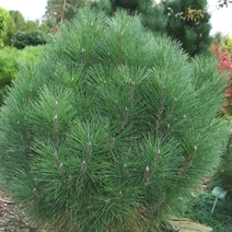 Pinus nigra 'Rondello'