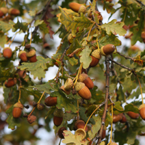 Quercus robur 'Pendula'