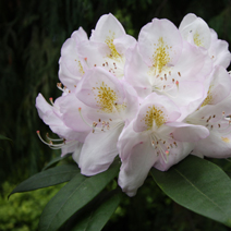 Rhododendron hybridum 'Gomer Waterer' 