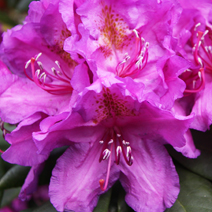 Zdj. nr 3;  Rhododendron 'Catawbiense Grandiflorum'