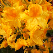 Rhododendron  mollis 'Goldpracht'