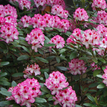Zdj. nr 1;  Rhododendron 'Hachmann's Charmant'