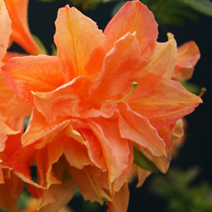 Rhododendron  (Knaphill-Exbury) 'Csardas'