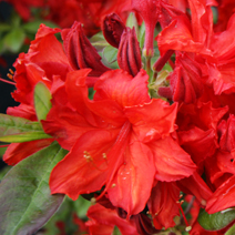 Rhododendron  (Knaphill-Exbury) 'Dolorosa' 