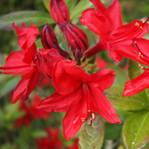 Rhododendron  (Knaphill-Exbury) 'Nabucco'