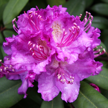 Rhododendron hybridum 'Alfred'