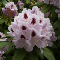 Rhododendron hybridum 'Calsap'