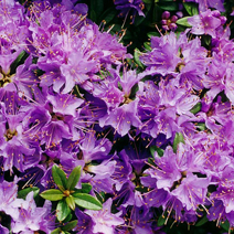 Rhododendron impeditum 'Blue Tit'
