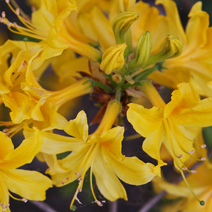 Rhododendron  luteum
