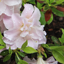 Rhododendron   obtusum 'Mrs Nancy Dippel'