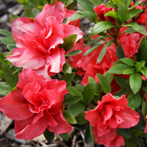 Rhododendron   obtusum 'Cherie'