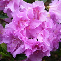 Rhododendron   obtusum 'Elsie Lee'