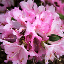 Rhododendron   obtusum 'Neglige'