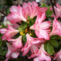 Rhododendron   obtusum 'Roehr's Peggy Ann'
