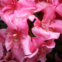 Rhododendron   obtusum 'Rokoko'