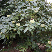 Rhododendron macabeanum 