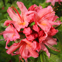 Rhododendron  (Knaphill-Exbury) 'Pink Delight'