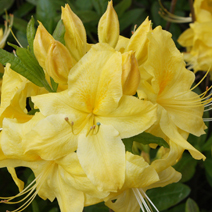 Rhododendron  (Knaphill-Exbury) 'Anneke'