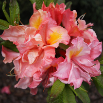 Rhododendron  (Knaphill-Exbury) 'Cecile'