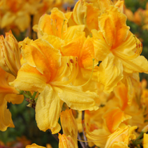 Rhododendron  (Knaphill-Exbury) 'Goldpracht'