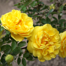 Rosa foetida 'Persiana' syn. var. persiana