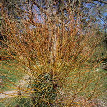 Salix alba var. vitellina 'Britzensis' 