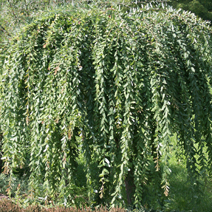 Salix integra 'Pendula'