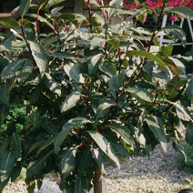 Salix moupinensis