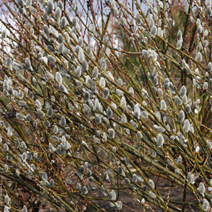 Salix philicoides