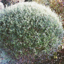 Salix purpurea 'Nana' 