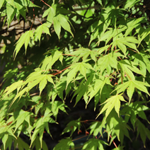 Zdj. nr 3;  Acer palmatum